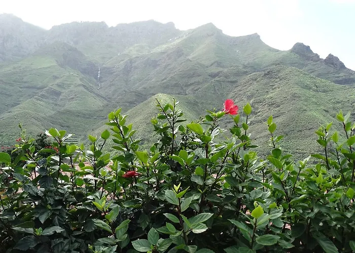 Veroles Agaete (Gran Canaria)